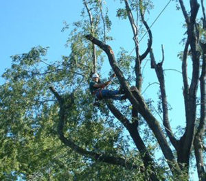 TreeServices